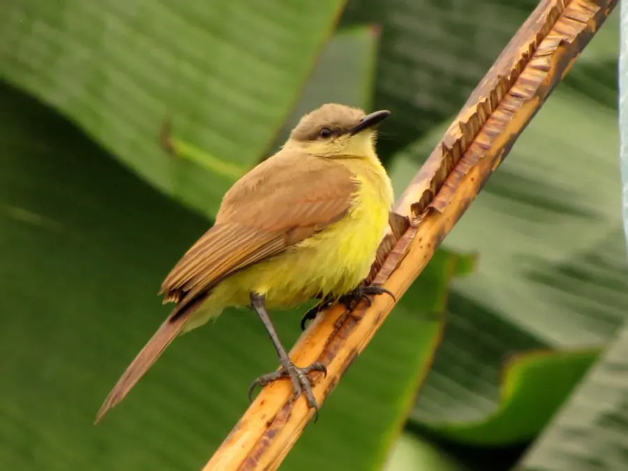 File:Machetornis rixosa (Sirirí bueyero) (14175123169).jpg