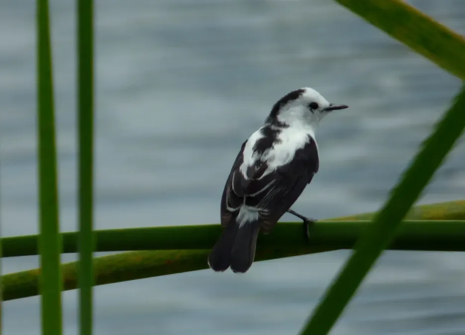 File:Fluvicola pica (Viudita común) (2) (14606422462).jpg