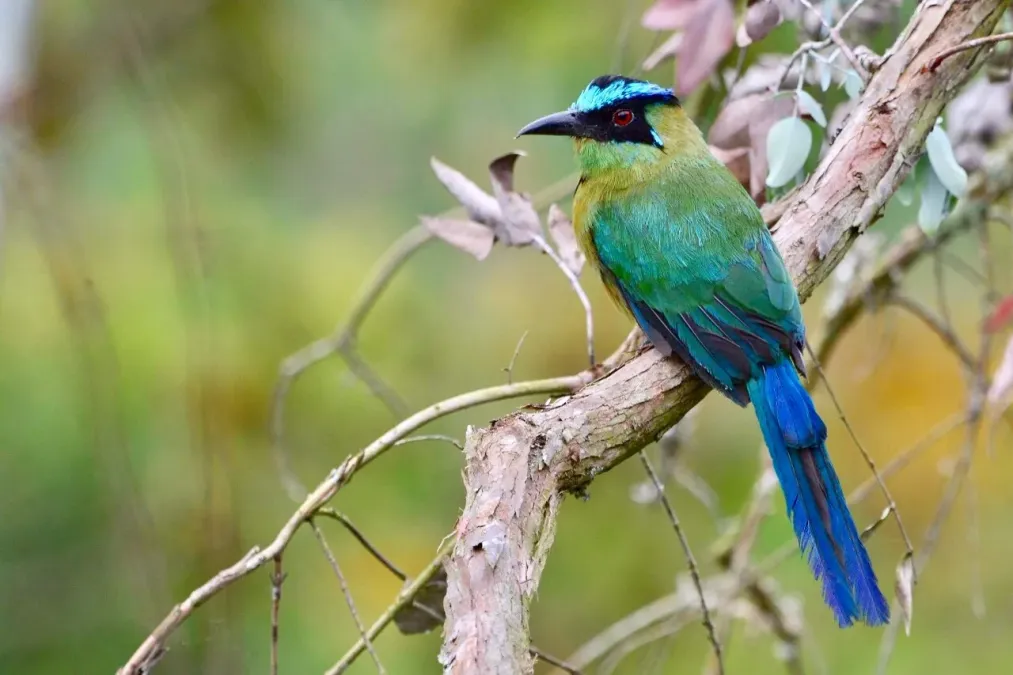 File:Momotus aequatorialis (Barranquero coronado - Andean motmot). (43925369220).jpg