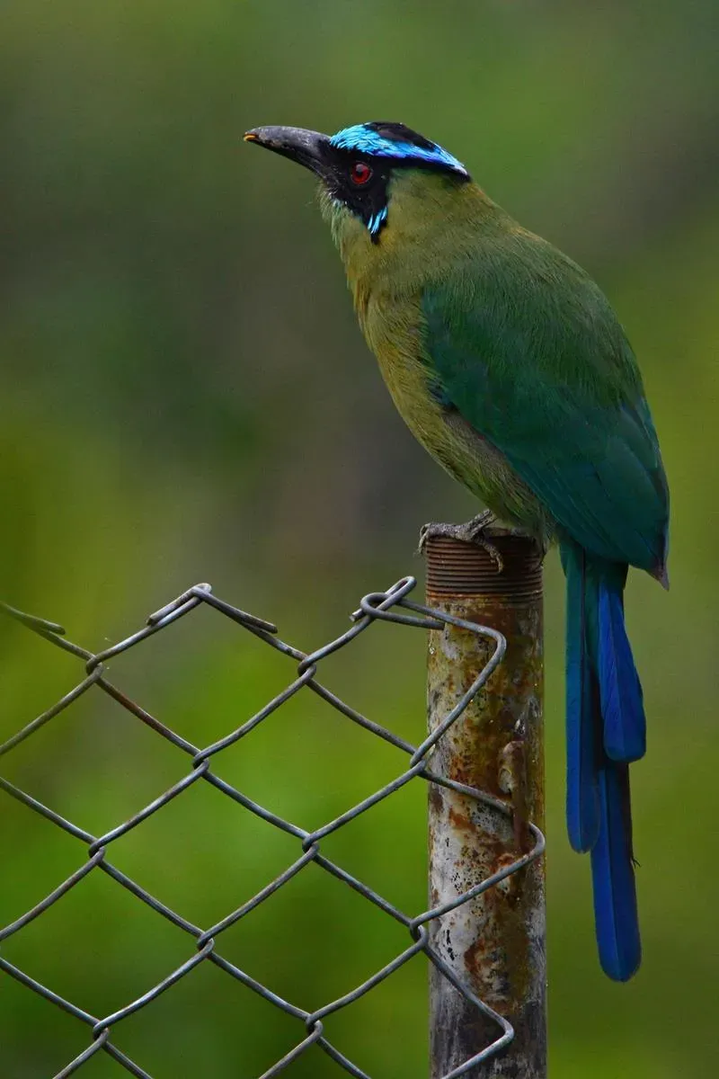 File:Momotus aequatorialis (Barranquero coronado - Andean motmot) (45834582311).jpg
