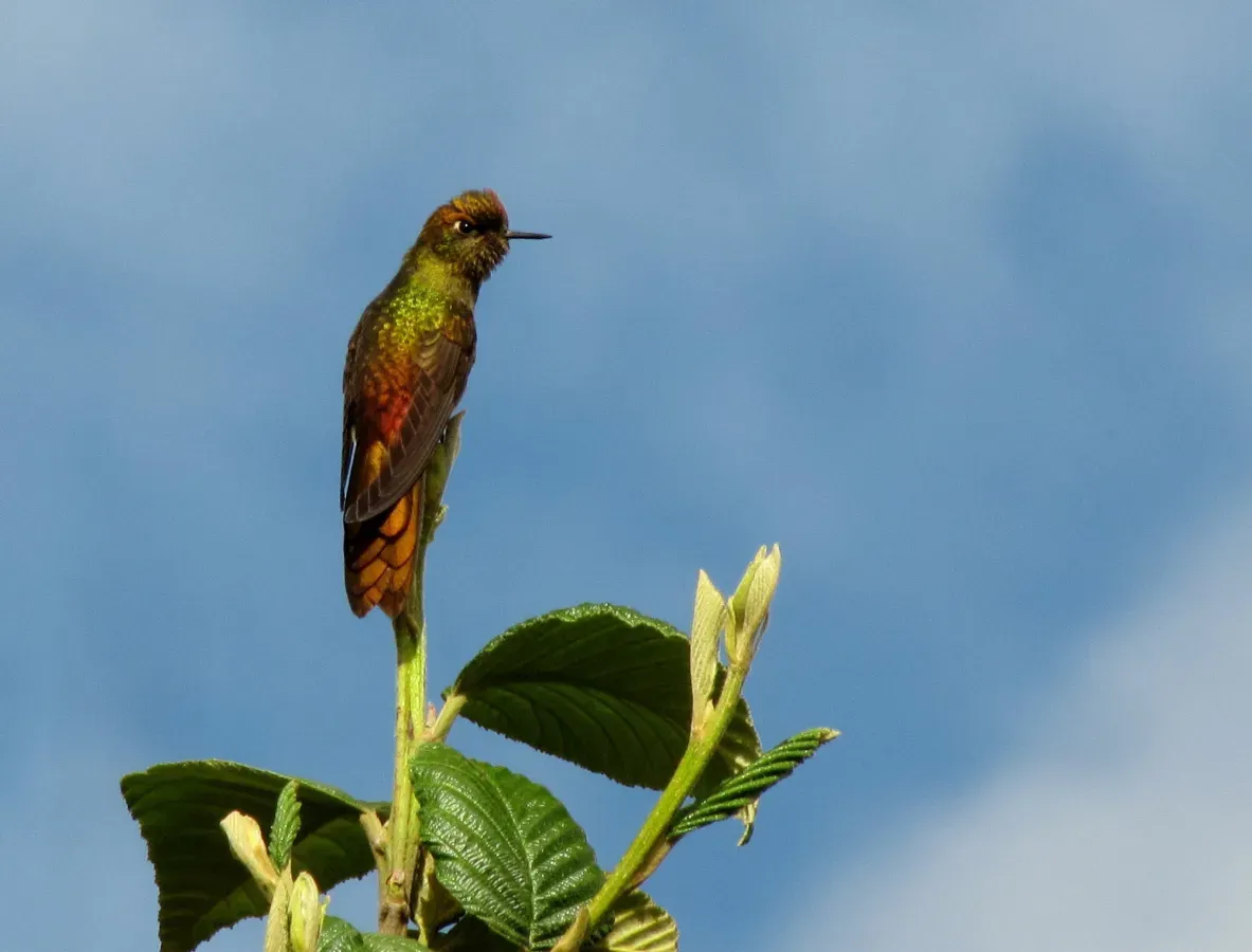 File:Chalcostigma heteropogon (Pico de tuna broncíneo) (14154513719).jpg