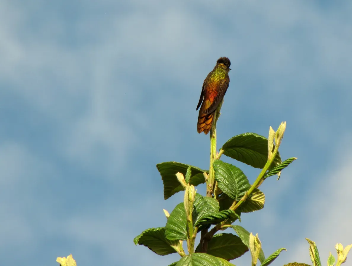 File:Chalcostigma heteropogon (Pico de tuna broncíneo) (14340396004).jpg