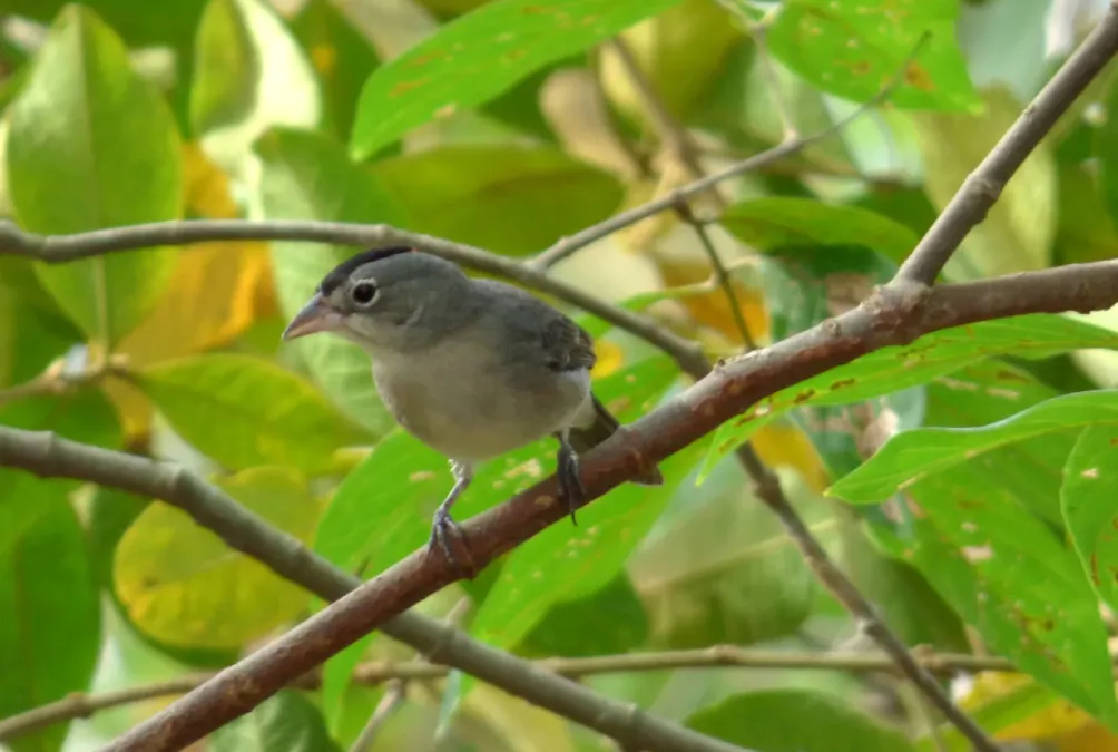 File:Coryphospingus pileatus (Cardonero pileado) - Macho (14643892691).jpg