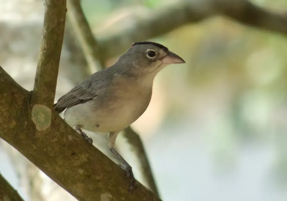 File:Coryphospingus pileatus (Cardonero pileado) - Macho (14460506098).jpg