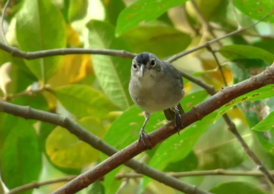 File:Coryphospingus pileatus (Cardonero pileado) - Macho (14646691272).jpg