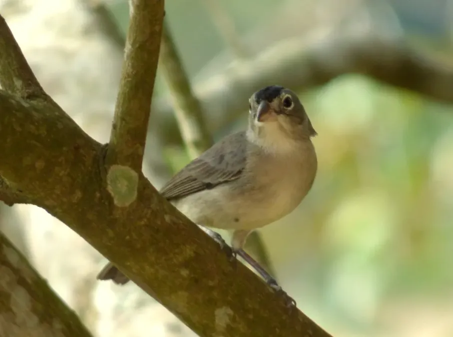 File:Coryphospingus pileatus (Cardonero pileado) - Macho (14646684182).jpg