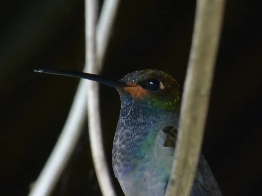 File:Urochroa bougueri (Colibrí nagüiblanco) (14124446786).jpg