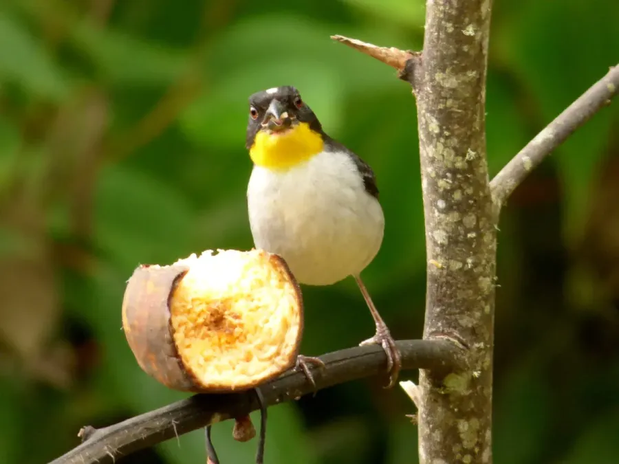 File:Atlapetes albinucha (Atlapetes gorgiamarillo) (14056737394).jpg