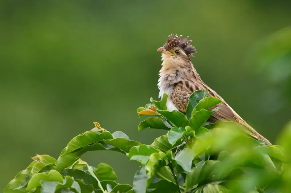 File:Tapera naevia. Tres pies. Sin fin. Striped cuckoo (45674444222).jpg