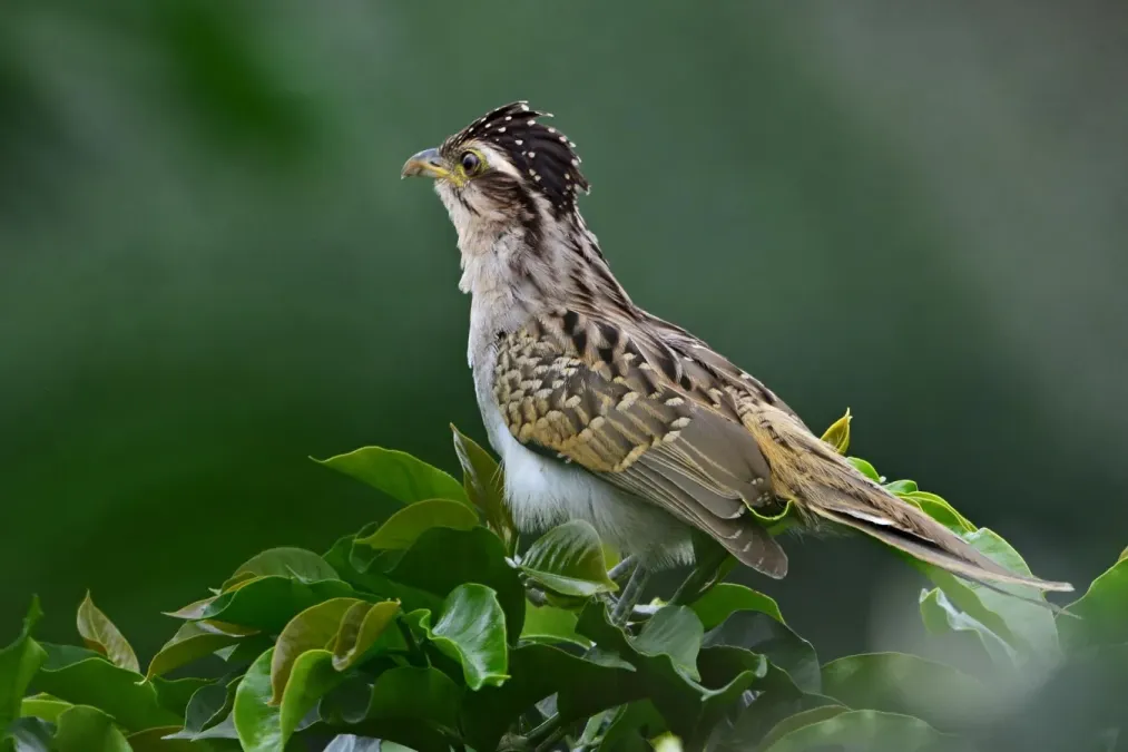 File:Tapera naevia. (Tres pies - Sinfín - Striped cuckoo) (44810996105).jpg