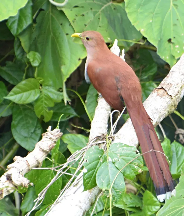 File:Piaya cayana (Cuco ardilla - Squirrel cuckoo) (45788138352).jpg