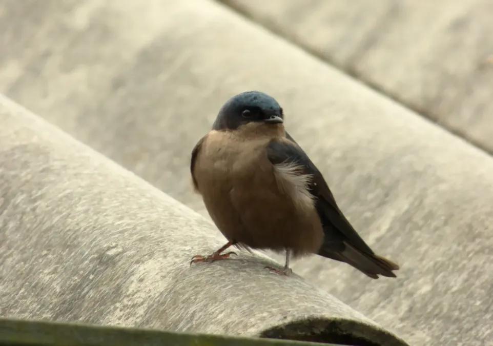 File:Orochelidon murina (Golondrina ahumada) (14052866121).jpg