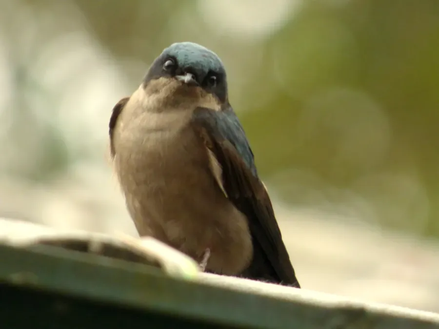 File:Orochelidon murina (Golondrina ahumada) (14056072715).jpg
