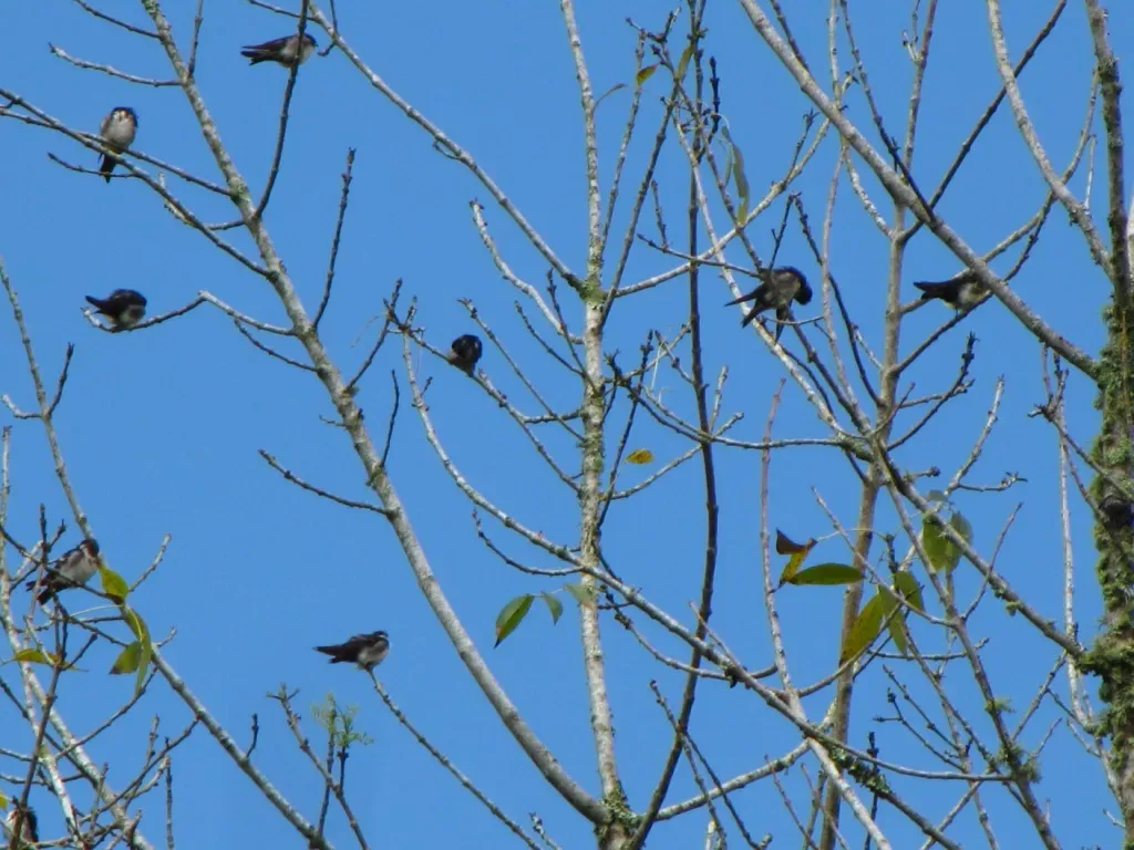 File:Orochelidon murina en grupo (Golondrina ahumanda) (4872913611).jpg