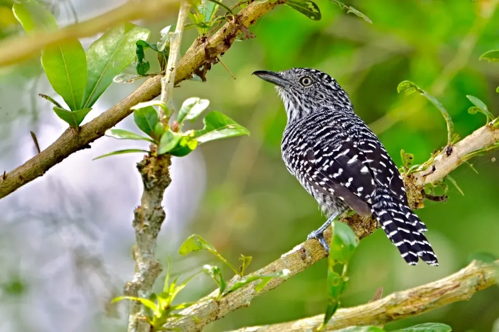 File:Thamnophilus multistriatus (Batará carcajada - Bar-crested Antshrike) (43925451680).jpg