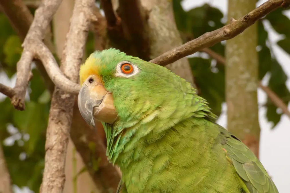 File:Amazona ochrocephala (Lora común) (15169672496).jpg