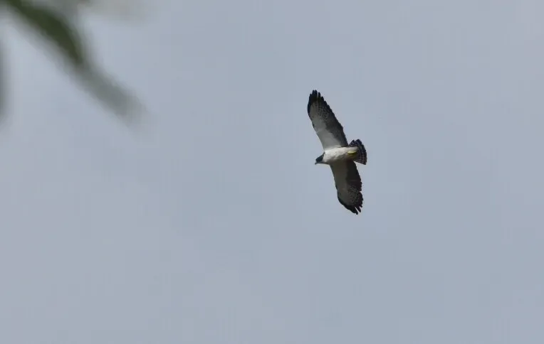 File:Buteo brachyurus (Águila o Gavilán rabicorto - Short-tailed Hawk) (31853395238).jpg