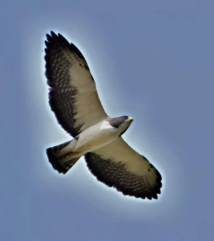 File:Buteo brachyurus (Águila o Gavilán rabicorto - Short-tailed Hawk) (31853395408).jpg