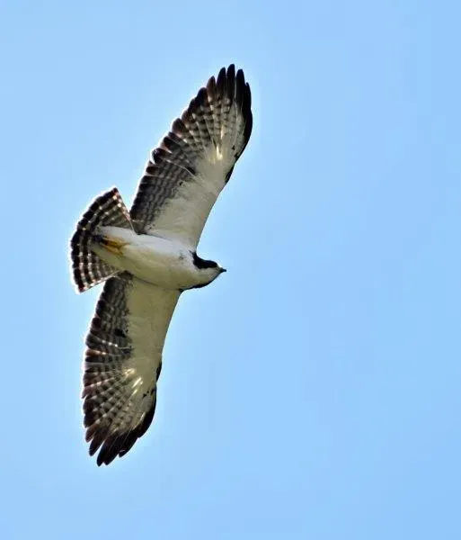 File:Buteo brachyurus (Águila o Gavilán rabicorto - Short-tailed Hawk) (45725112961).jpg
