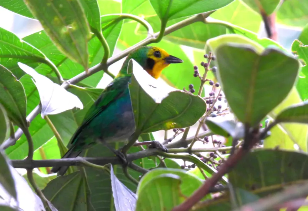 File:Chlorochrysa nitidissima (Clorocrisa multicolor) (14144834802).jpg