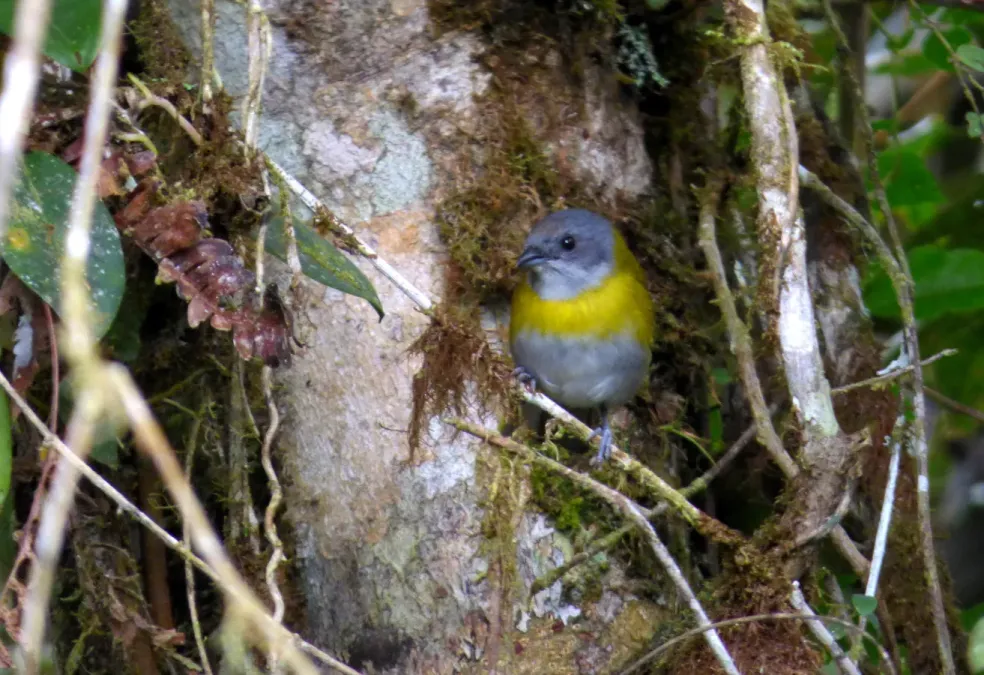 File:Chlorospingus canigularis (Montero pectoral) (14144813232).jpg