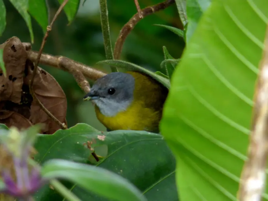 File:Chlorospingus canigularis (Montero pectoral) (14167742923).jpg