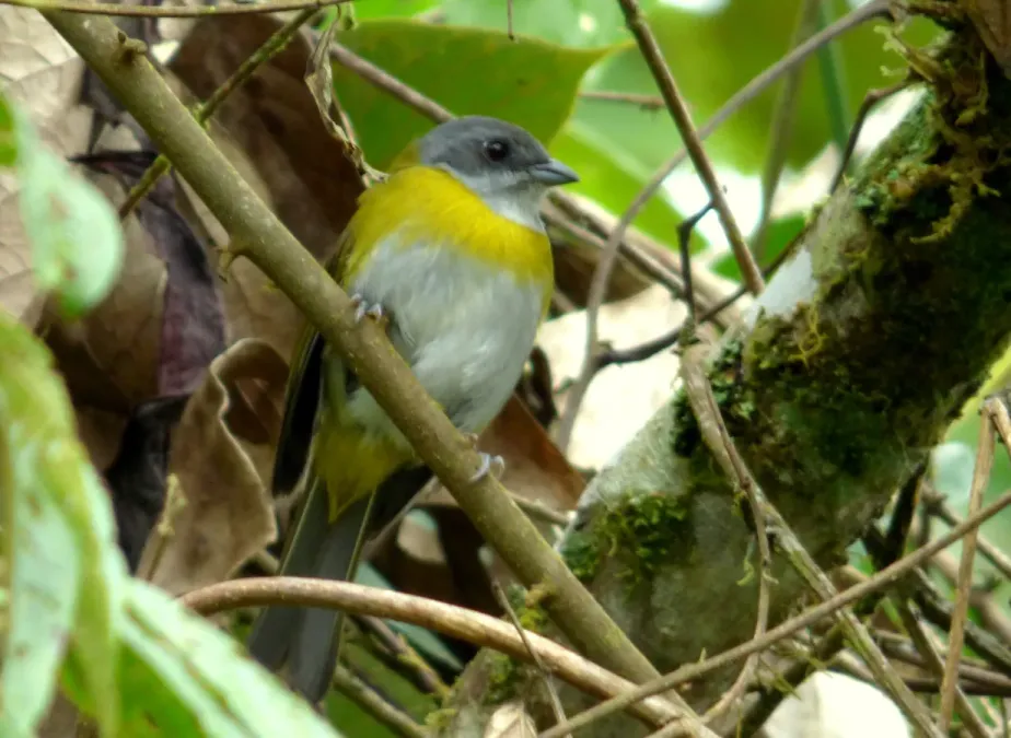 File:Chlorospingus canigularis (Montero pectoral) (14144366981).jpg