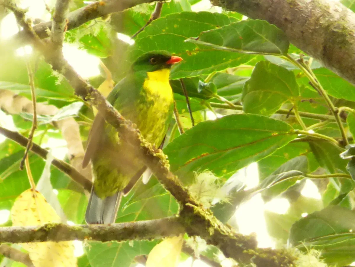 File:Pipreola aureopectus (Frutero pechidorado) (13961107497).jpg