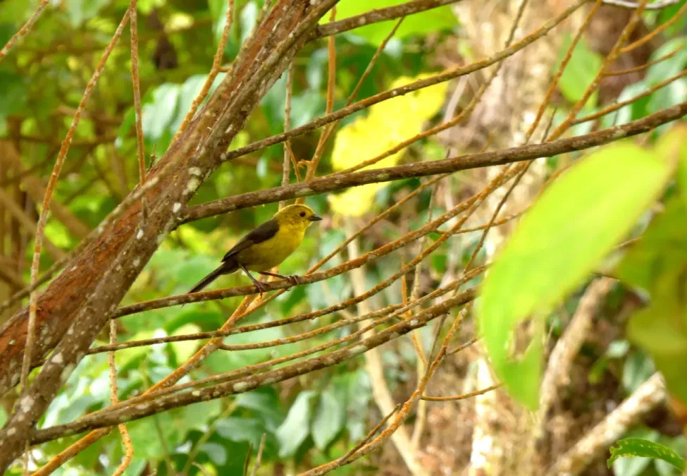 File:Atlapetes flaviceps (Atlapetes de anteojos) (13961099319).jpg