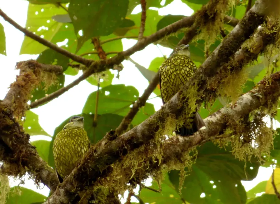 File:Ampelioides tschudii (Frutero escamado) (14) (13961164069).jpg