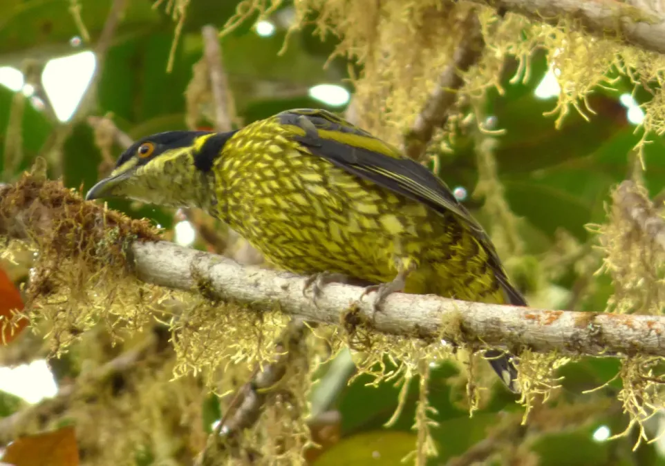 File:Ampelioides tschudii (Frutero escamado) (26) (14144958092).jpg