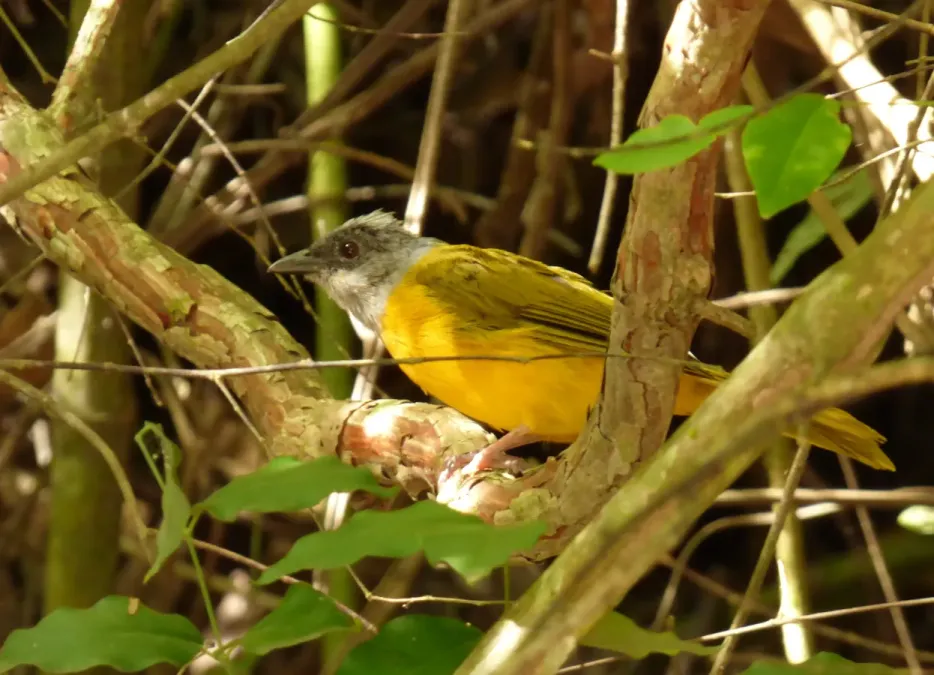 File:Eucometis penicillata (Güicha hormiguera) (14597289044).jpg