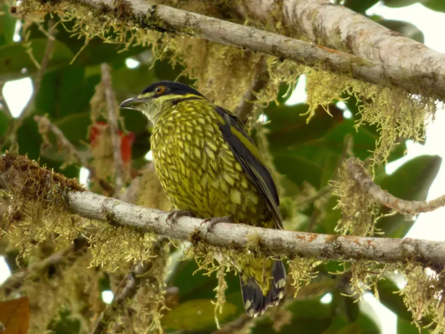 File:Ampelioides tschudii (Frutero escamado) (24) (14148007464).jpg