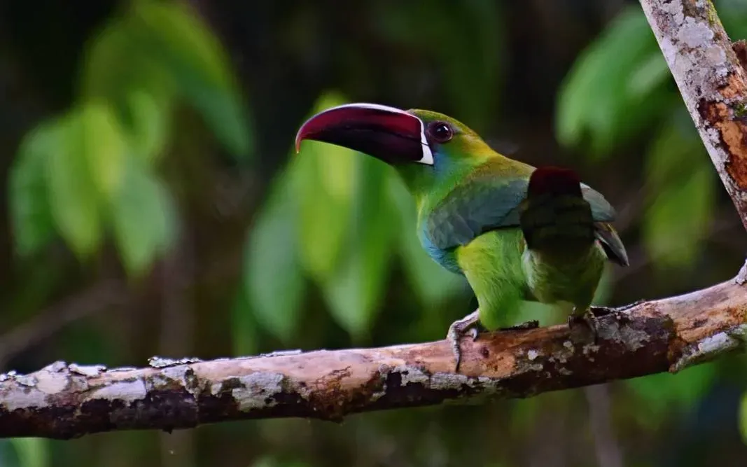 File:Aulacorhynchus haematopygus. Tucancito rabirrojo - Crimson-rumped Toucanet (43956969680).jpg