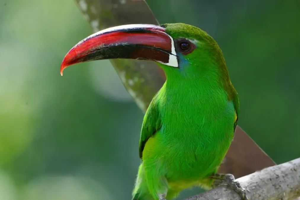 File:Aulacorhynchus haematopygus. Tucancito rabirrojo - Crimson-rumped Toucanet (30880546307).jpg