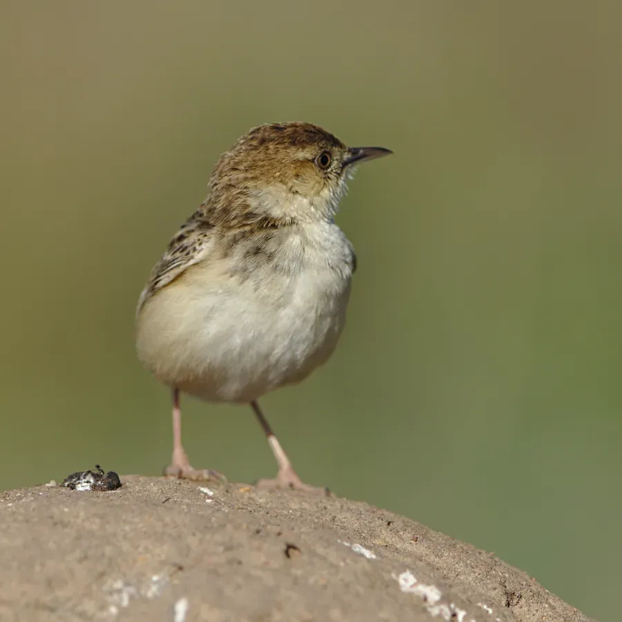 File:Cloud cisticola, Cisticola textrix at Ezemvelo Nature Reserve, Gauteng, South Africa. (44048410430).jpg