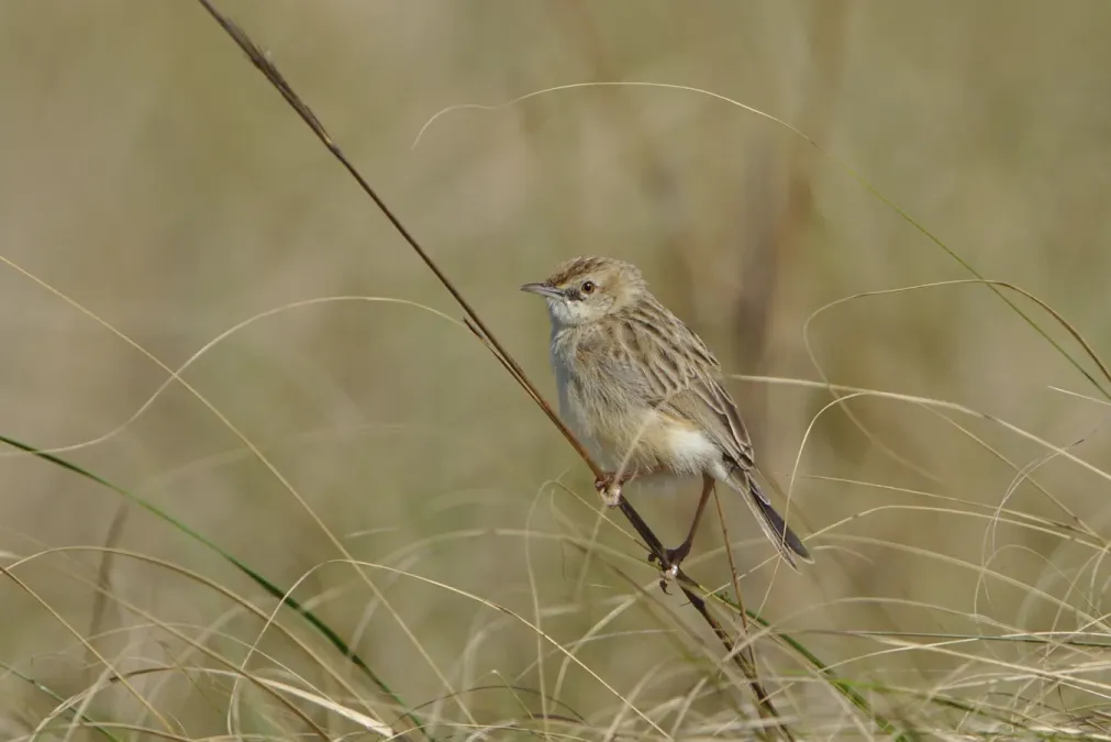 File:Desert cisticola, Cisticola aridulus, at Ezemvelo Nature Reserve, Gauteng, South Africa. (31993737678).jpg