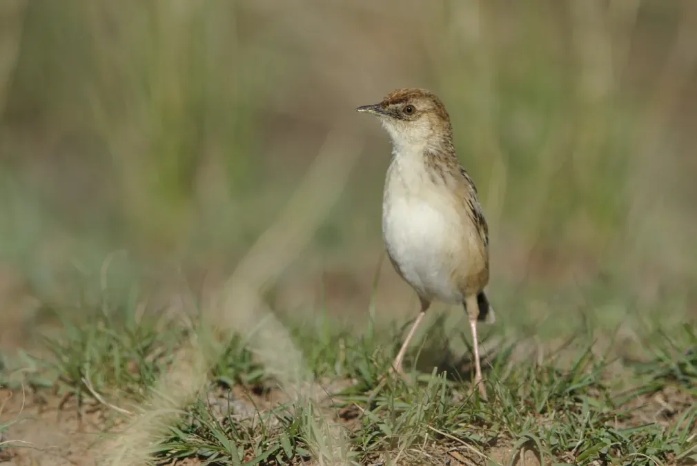 File:Cloud cisticola, Cisticola textrix at Ezemvelo Nature Reserve, Gauteng, South Africa. (44048411120).jpg