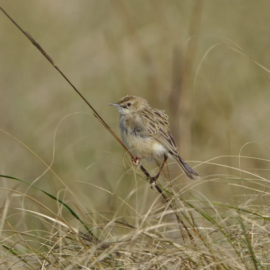File:Desert cisticola, Cisticola aridulus, at Ezemvelo Nature Reserve, Gauteng, South Africa. (31993738328).jpg