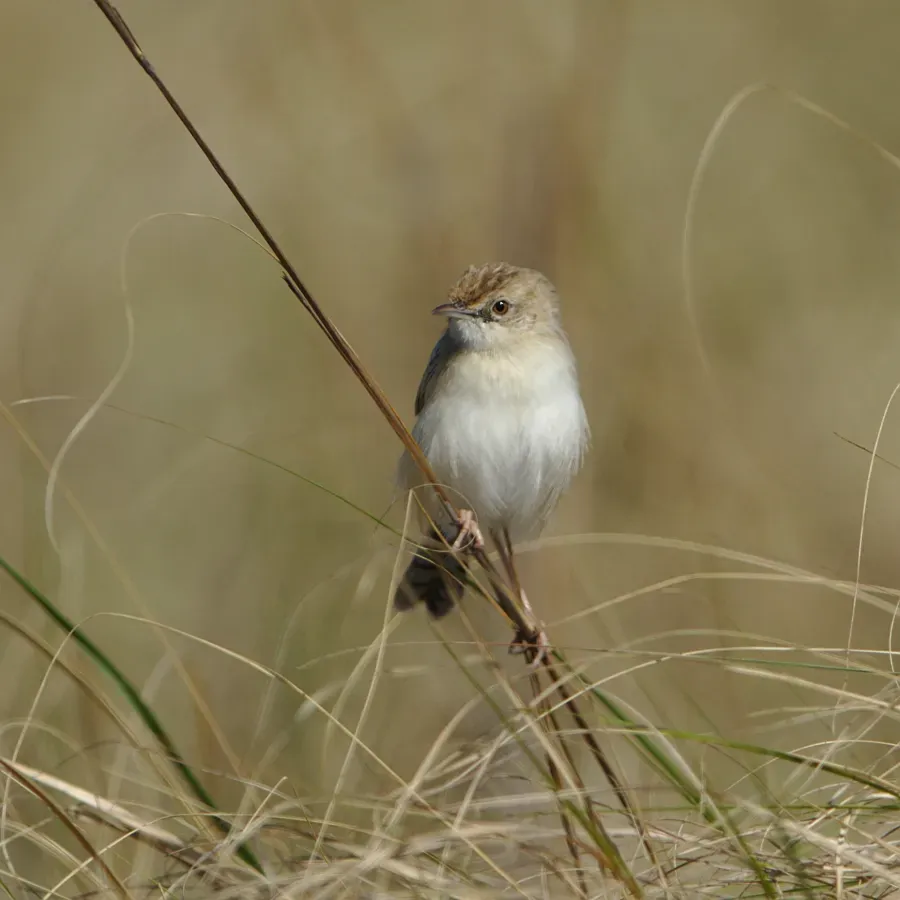 File:Desert cisticola, Cisticola aridulus, at Ezemvelo Nature Reserve, Gauteng, South Africa. (44951738295).jpg