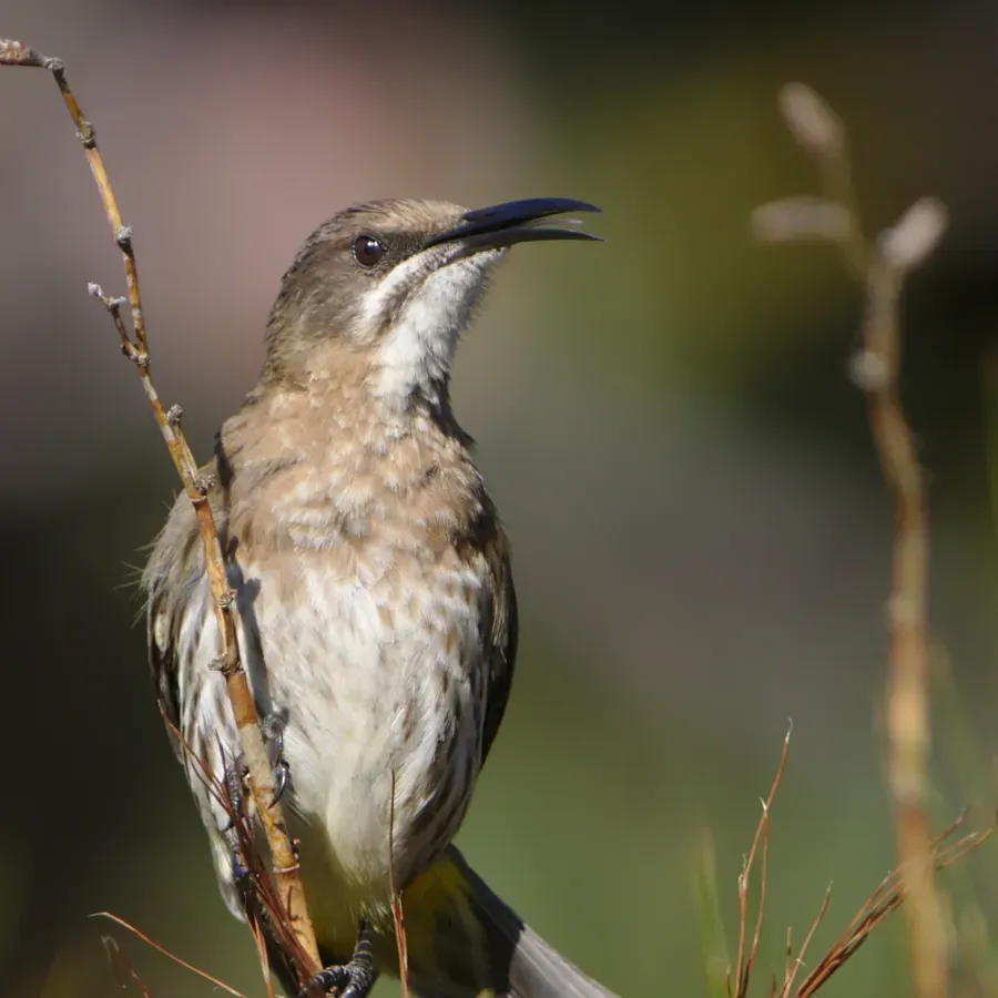 File:Cape Sugarbird, Promerops cafer at Kirstenbosch National Botanical Garden, Cape Town, South Africa. (44738890164).jpg
