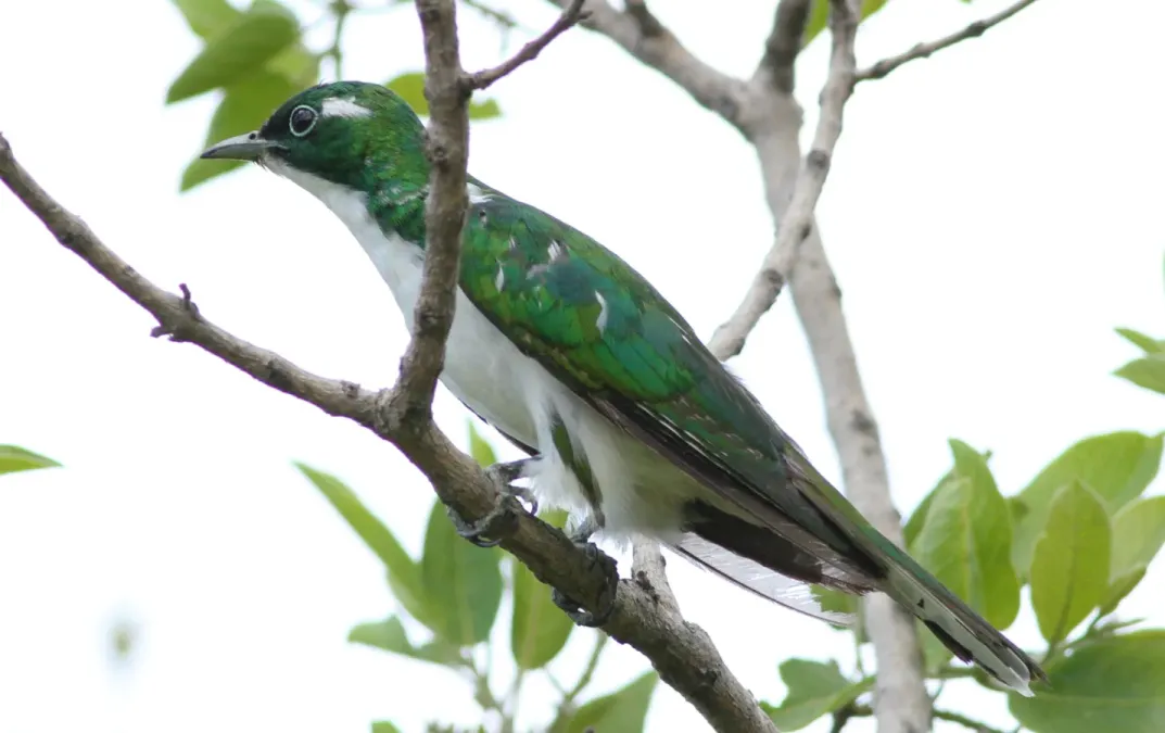 File:Male Klaas's cuckoo, Chrysococcyx klaas, at Pilanesberg National (45225761102).jpg
