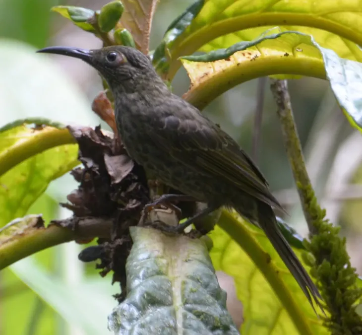 File:Myza celebensis (cropped).jpg
