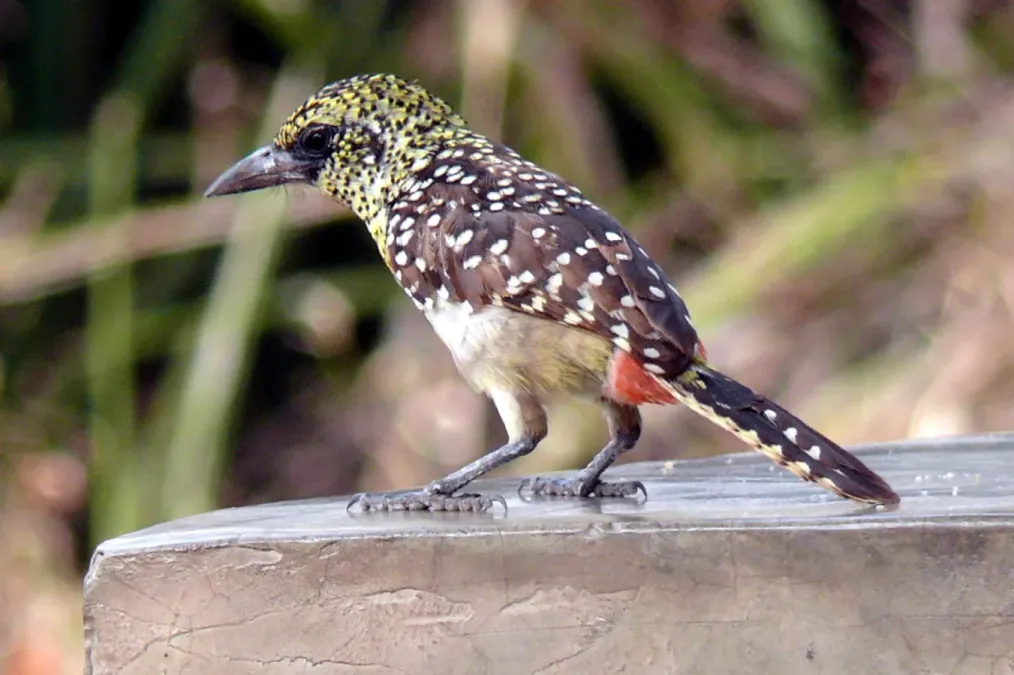 File:Trachyphonus darnaudii 1.jpg