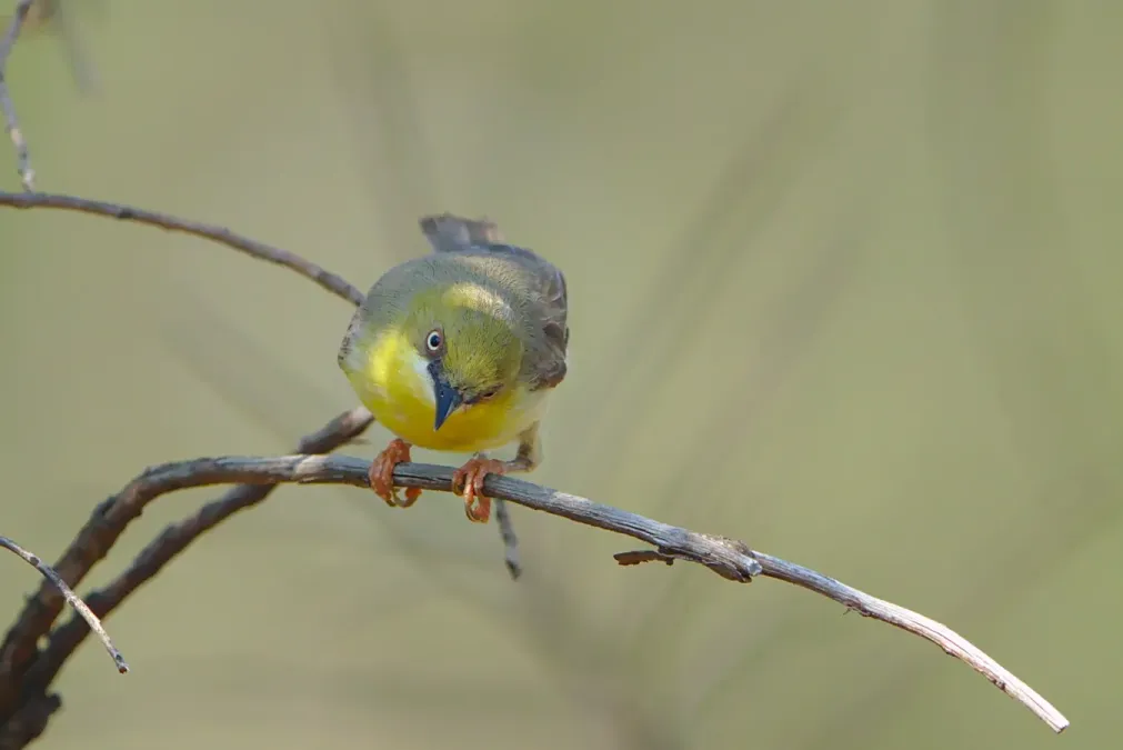 File:Green-capped eremomela, Eremomela scotops, at Mabusa Nature Reserve, Mpumalanga, South Africa (45185903594).jpg