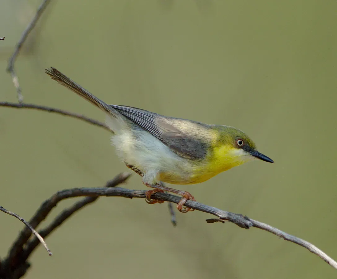 File:Green-capped eremomela, Eremomela scotops, at Mabusa Nature Reserve, Mpumalanga, South Africa (32038975928).jpg