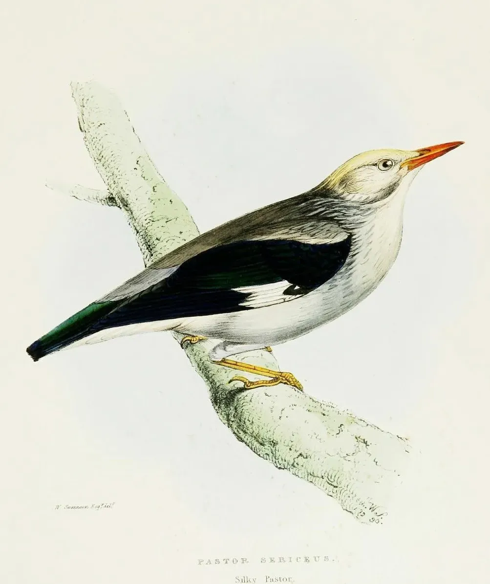 File:Red-billed Starling (Spodiopsar sericeus) - A fasciculus of the birds of China (Pl. 5).jpg