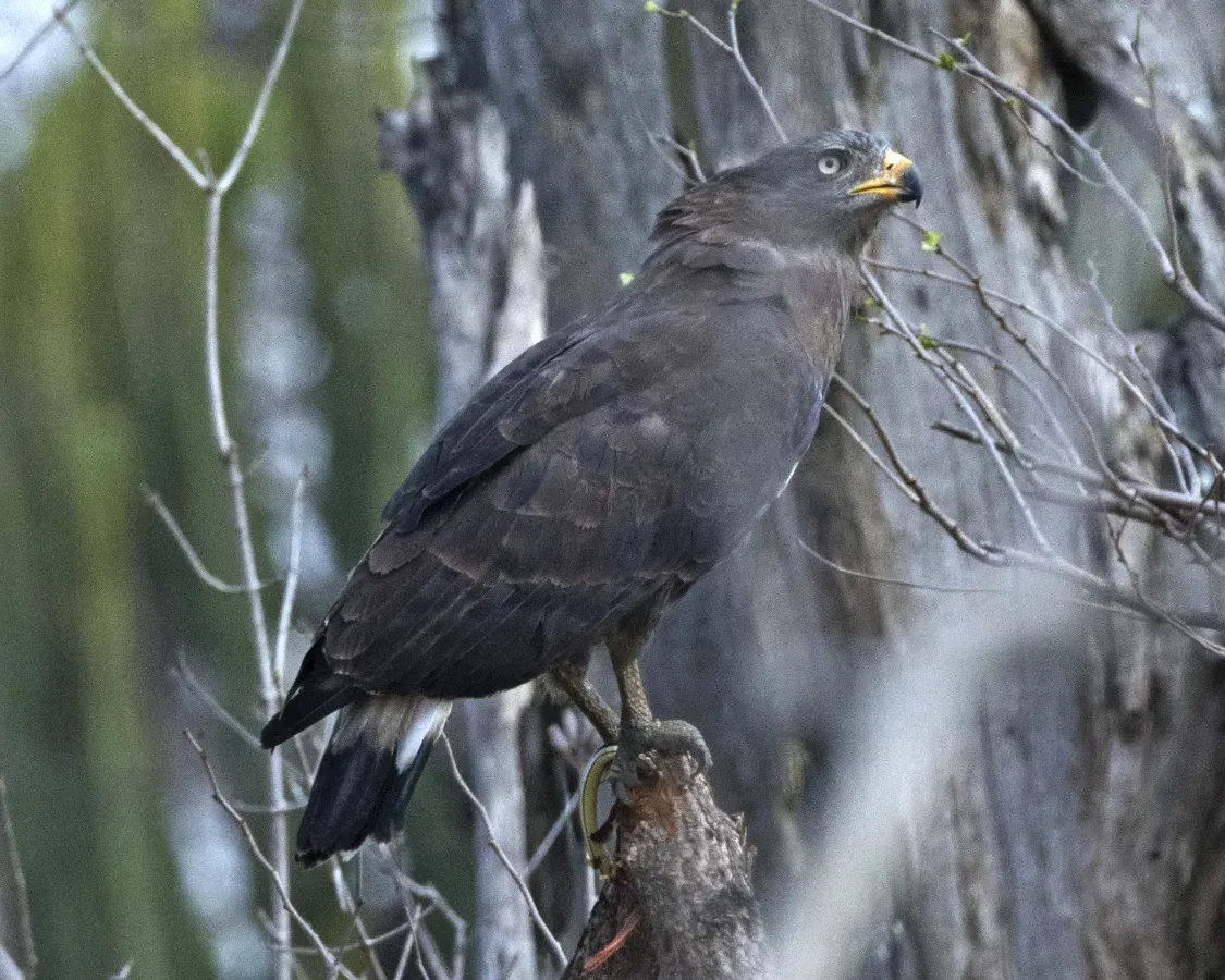 File:Western Banded Snake-eagle (Circaetus cinerascens) (23164729504).jpg