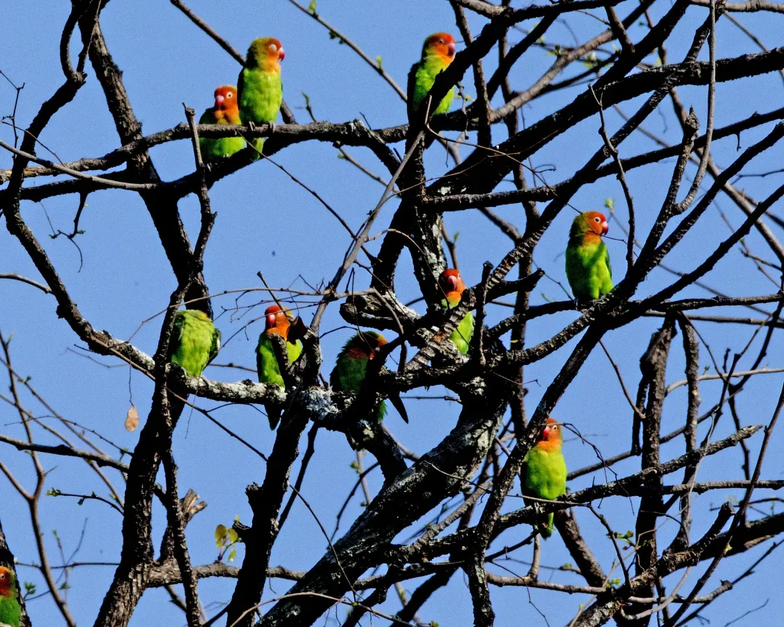 File:Lilian's Lovebird (Agapornis lilianae) (23710441831).jpg