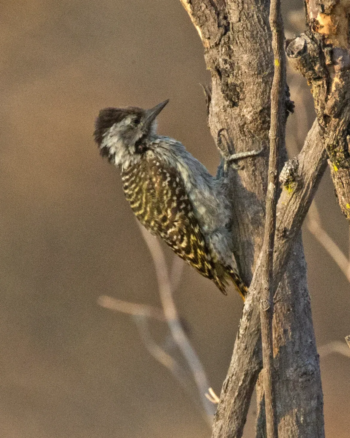 File:Cardinal Woodpecker (Dendropicos fuscescens) (23766761146).jpg